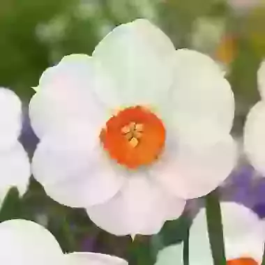 Woodland Star